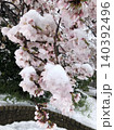 満開の桜に雪積もる 140392496