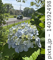 アジサイと車 140392498