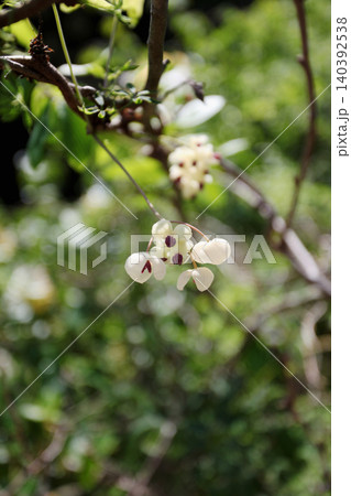 アケビの花 アケビの花 140392538