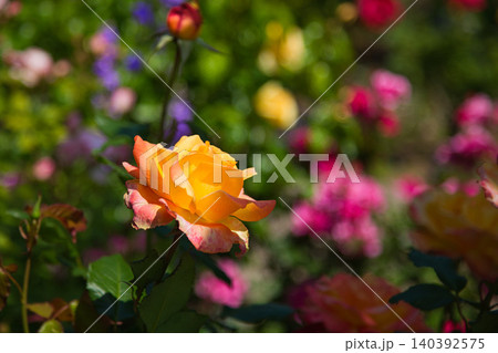 色とりどりの薔薇園 140392575