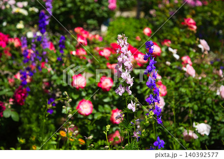 色とりどりの薔薇園 140392577