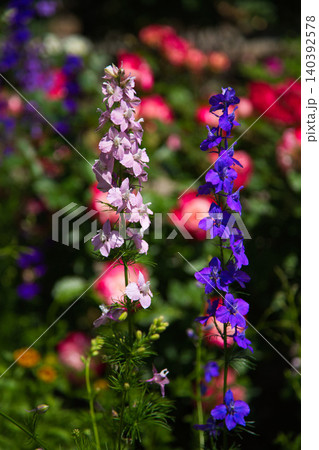 色とりどりの薔薇園 色とりどりの薔薇園 140392578