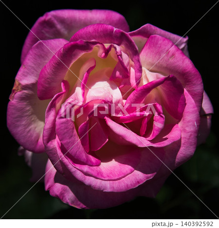 色とりどりの薔薇園 色とりどりの薔薇園 140392592