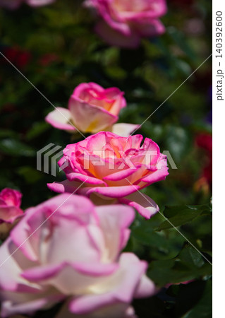 色とりどりの薔薇園 色とりどりの薔薇園 140392600