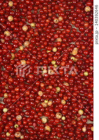 Fresh red and white currants background texture Fresh red and white currants background texture 140392646