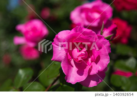 色とりどりの薔薇園 色とりどりの薔薇園 140392654