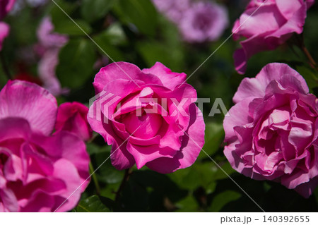 色とりどりの薔薇園 色とりどりの薔薇園 140392655