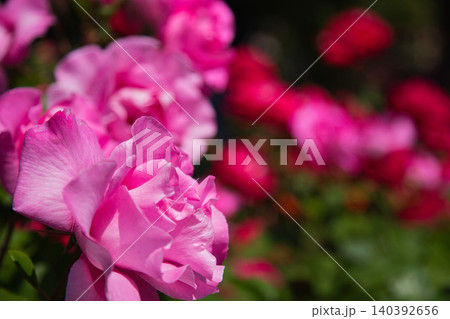 色とりどりの薔薇園 色とりどりの薔薇園 140392656