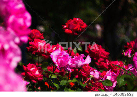色とりどりの薔薇園 色とりどりの薔薇園 140392658