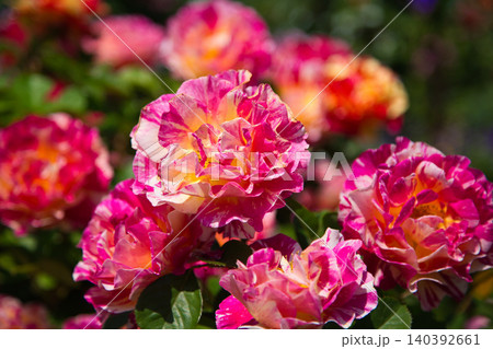 色とりどりの薔薇園 色とりどりの薔薇園 140392661
