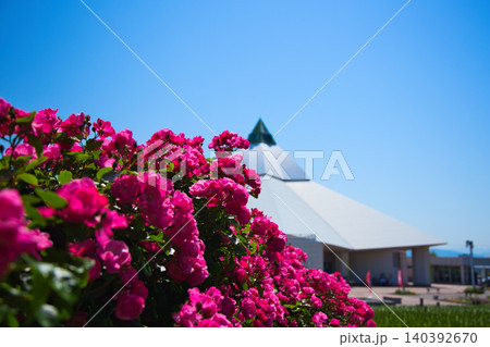 色とりどりの薔薇園 色とりどりの薔薇園 140392670