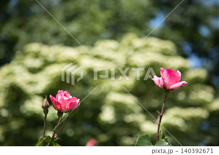 色とりどりの薔薇園 色とりどりの薔薇園 140392671