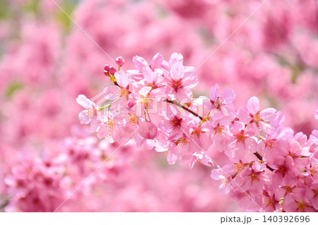 満開のミヤビ(雅)桜 満開のミヤビ(雅)桜 140392696