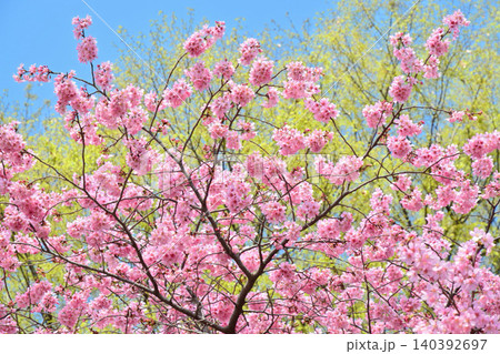 満開のミヤビ（雅）桜 140392697