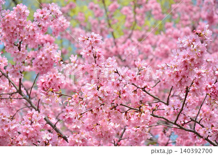 満開のミヤビ（雅）桜 140392700