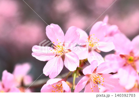 満開のミヤビ(雅)桜 満開のミヤビ(雅)桜 140392703
