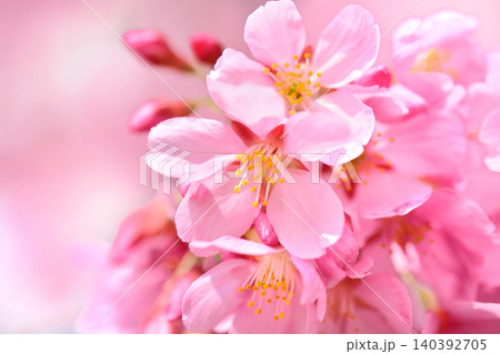 満開のミヤビ(雅)桜 満開のミヤビ(雅)桜 140392705
