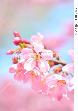 満開のミヤビ(雅)桜 満開のミヤビ(雅)桜 140392708