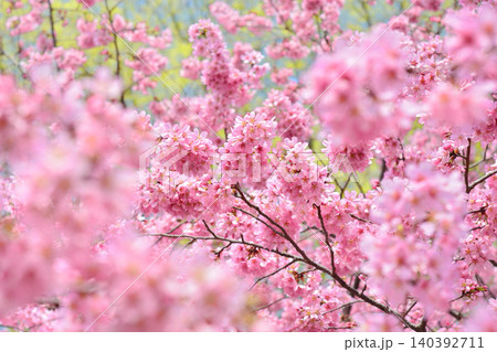 満開のミヤビ（雅）桜 140392711