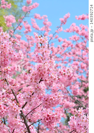満開のミヤビ（雅）桜 140392714