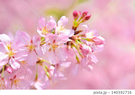 満開のミヤビ(雅)桜 満開のミヤビ(雅)桜 140392716