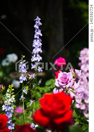 色とりどりの薔薇園 色とりどりの薔薇園 140392724