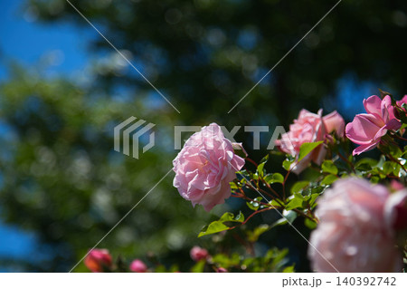 色とりどりの薔薇園 色とりどりの薔薇園 140392742