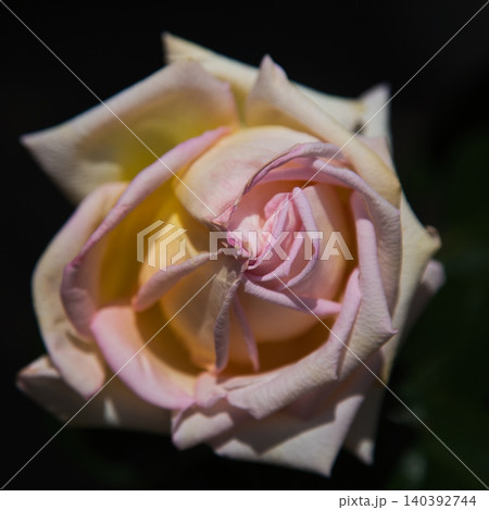 色とりどりの薔薇園 色とりどりの薔薇園 140392744