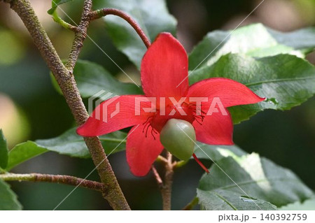 アフリカ南部原産の花弁が落ちた後の赤色の萼片の中心に未熟な果実が可愛いオクナ・セルラタ アフリカ南部原産の花弁が落ちた後の赤色の萼片の中心に未熟な果実が可愛いオクナ・セルラタ 140392759