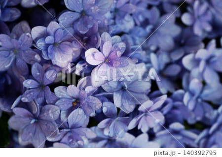 アジサイの花 アジサイの花 140392795