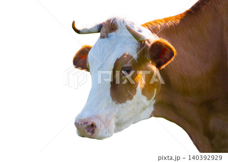 cow portrait isolated on white background cow portrait isolated on white background 140392929