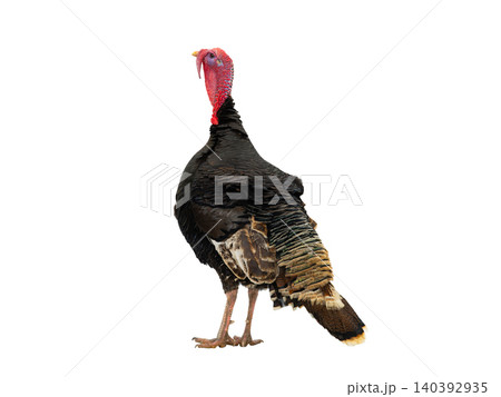 beautiful male turkey isolated on white background beautiful male turkey isolated on white background 140392935