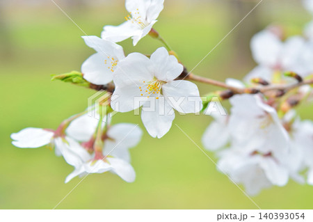 桜(皇居千鳥ヶ淵緑道) 桜(皇居千鳥ヶ淵緑道) 140393054
