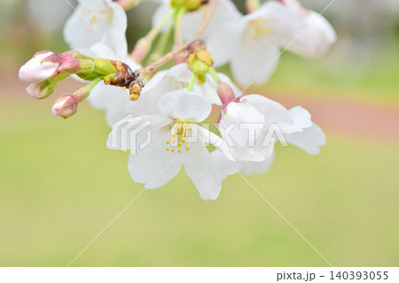 桜(皇居千鳥ヶ淵緑道) 桜(皇居千鳥ヶ淵緑道) 140393055