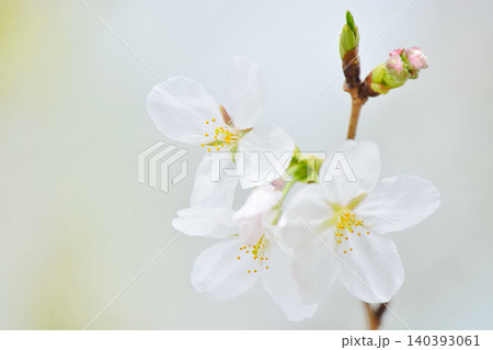 桜(皇居千鳥ヶ淵緑道) 桜(皇居千鳥ヶ淵緑道) 140393061