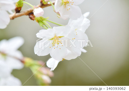 桜(皇居千鳥ヶ淵緑道) 桜(皇居千鳥ヶ淵緑道) 140393062