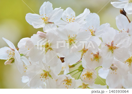 桜(皇居千鳥ヶ淵緑道) 桜(皇居千鳥ヶ淵緑道) 140393064