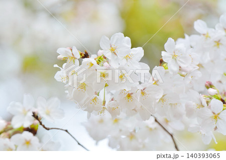 桜(皇居千鳥ヶ淵緑道) 桜(皇居千鳥ヶ淵緑道) 140393065