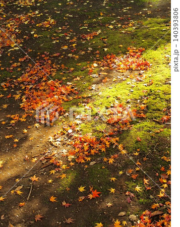 冬の寺の苔庭に散るモミジの枯れ葉 冬の寺の苔庭に散るモミジの枯れ葉 140393806