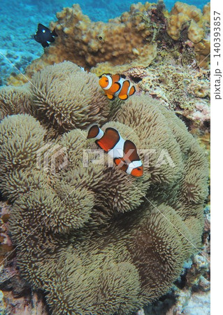 イソギンチャクの中で泳ぐカクレクマノミ　水中写真 140393857