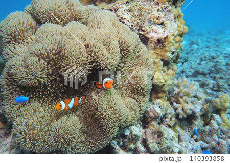 イソギンチャクとカクレクマノミ 水中写真 イソギンチャクとカクレクマノミ 水中写真 140393858