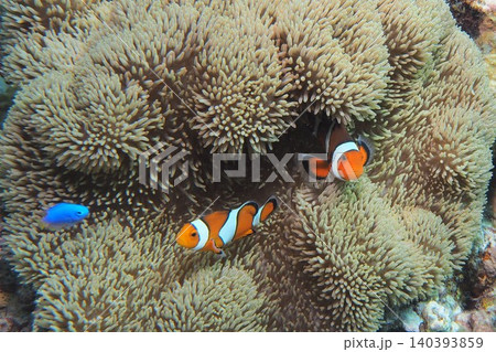 イソギンチャクとカクレクマノミ 水中写真 イソギンチャクとカクレクマノミ 水中写真 140393859