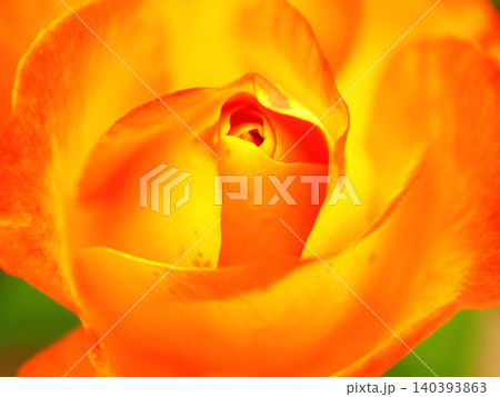 バラ(あかぎの輝き afp20260515075254) バラ(あかぎの輝き afp20260515075254) 140393863