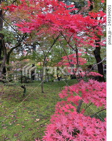日本庭園の紅葉と苔 日本庭園の紅葉と苔 140394001