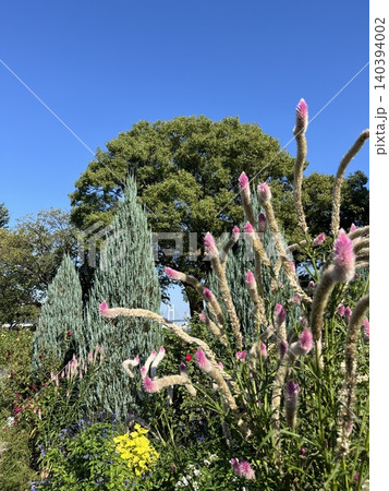 コニファーとピンクの花穂ある公園 140394002
