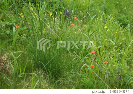 河川敷でひときわ目立つナガミヒナゲシの花 140394074