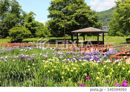 初夏の公園に咲くアヤメ 140394093