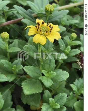 ネコノシタの花 ネコノシタの花 140394351
