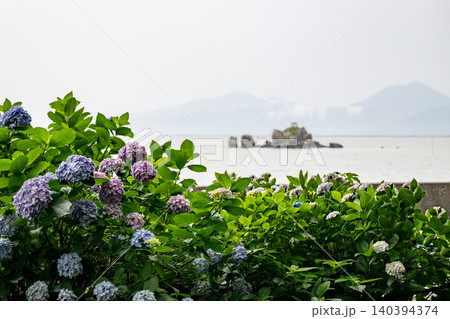 住吉公園に咲くアジサイの花 住吉公園に咲くアジサイの花 140394374