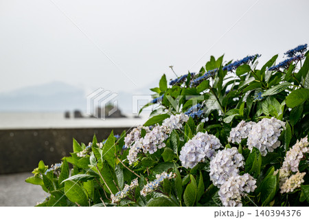 住吉公園に咲くアジサイの花 住吉公園に咲くアジサイの花 140394376